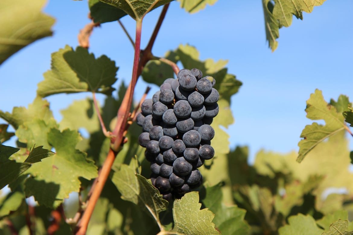 Vinogradari iz Vrgorca: "Propadaju nam tone grožđa, tržnice su pune uvoznog"