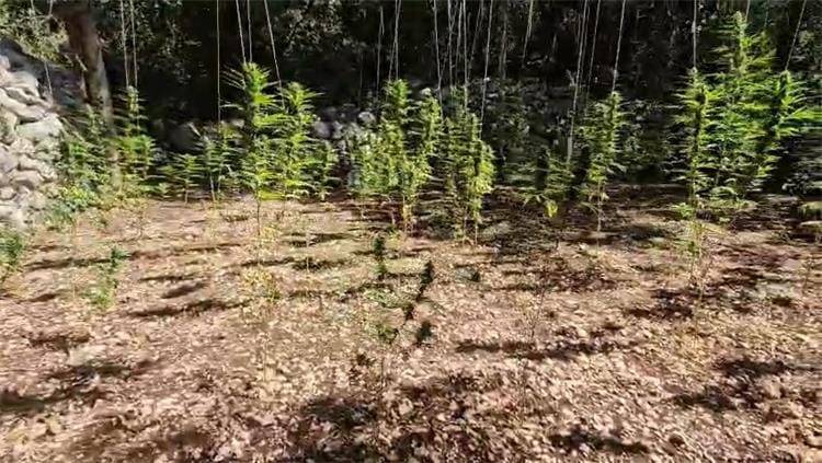 VIDEO KAO U KOLUMBIJSKOJ PRAŠUMI Policija u Zaostrogu otkrila čitavu plantažu marihuane, zatečen i priveden 'poljoprivrednik'!