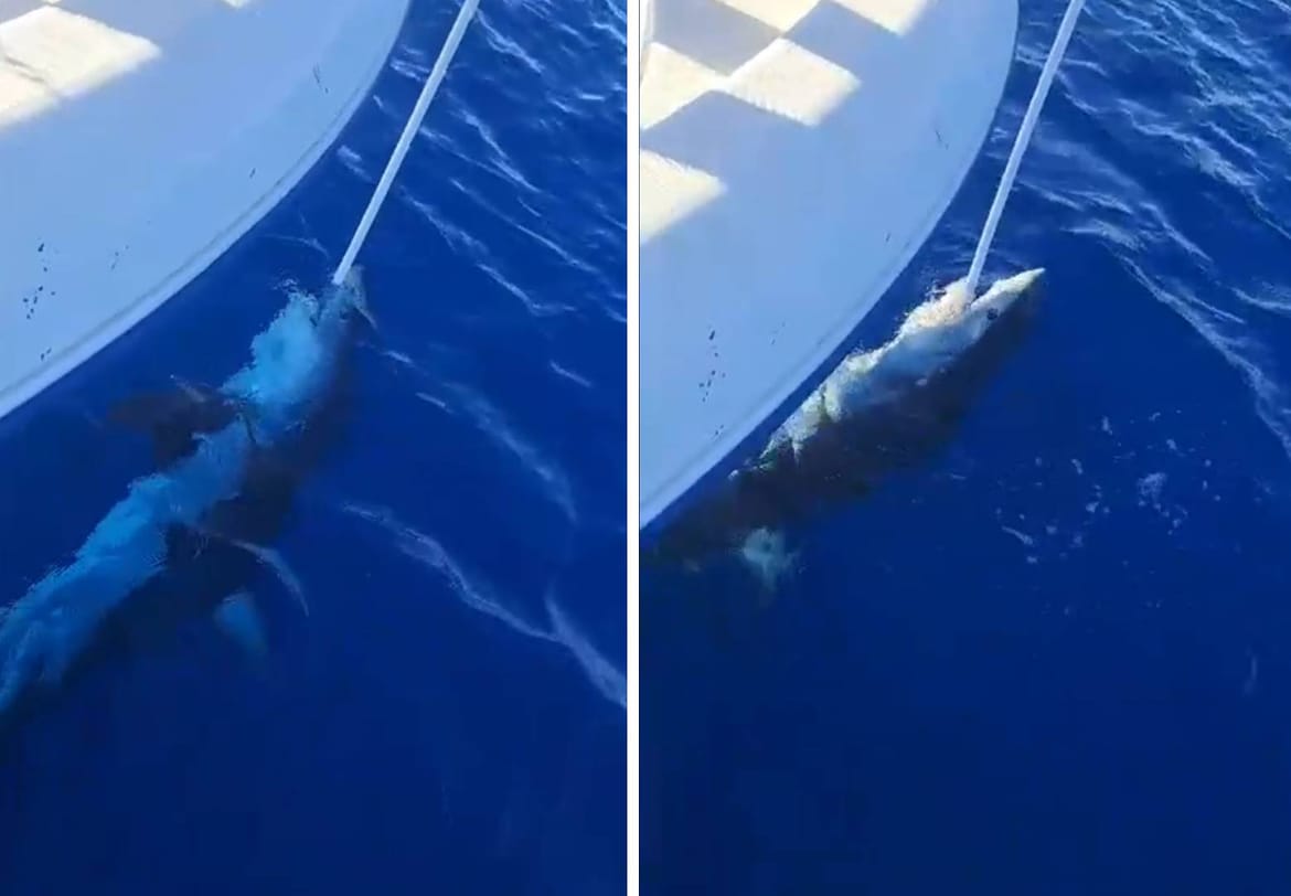 Stručnjak za Morski HR: "Morski pas sa snimke kod Žirja NIJE napao ljude ni brod, evo što se dogodilo..."