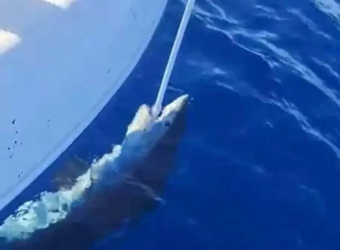 Šire se laži po medijima i društvenim mrežama vezane za "novi napad" morskog psa na brod kod Žirja - evo što je istina!