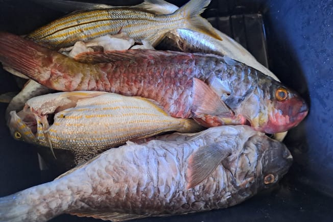 Neobičan ulov na Pelješcu: "Radi se o ribi papigači"