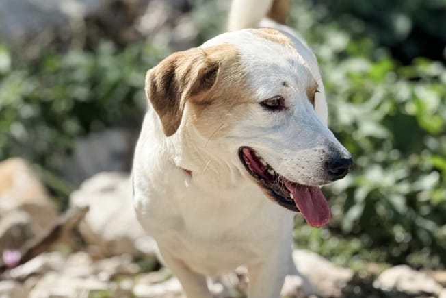 Tvrtko iz Dubrovnika traži dom!