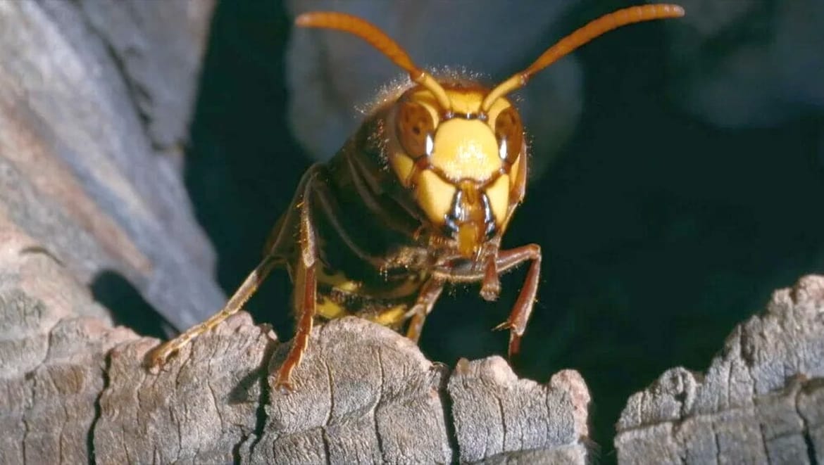 Opasni insekt vratio se u Hrvatsku nakon više od 50 godina