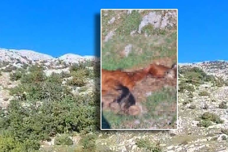 Uginule životinje pronađene na Biokovu: "Nadamo se da nije bedrenica!"