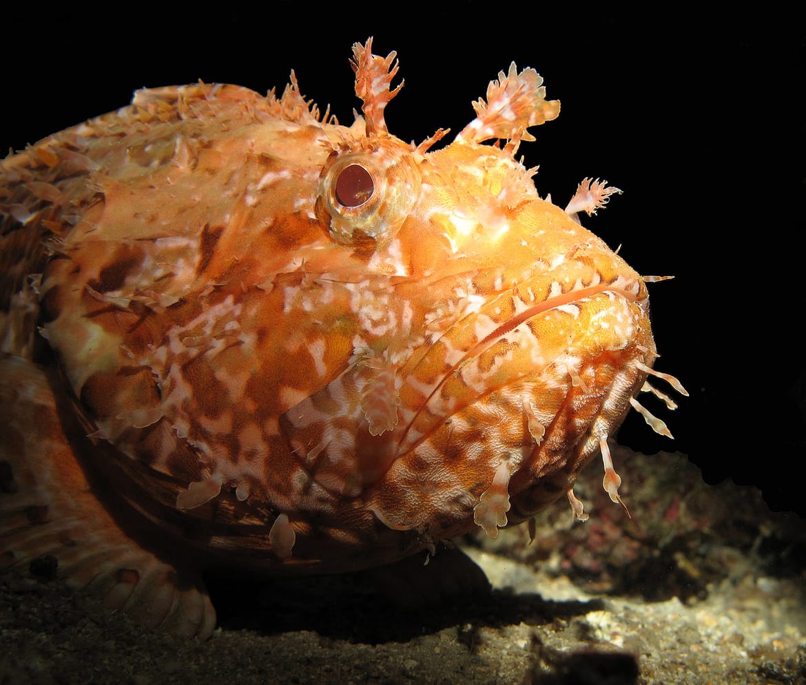 Nije kirnja navedena kao "najzdravija" riba, nego skroz druga vrsta! Hrvatski novinari krivo preveli i prepisali BBC-jevo (staro) istraživanje