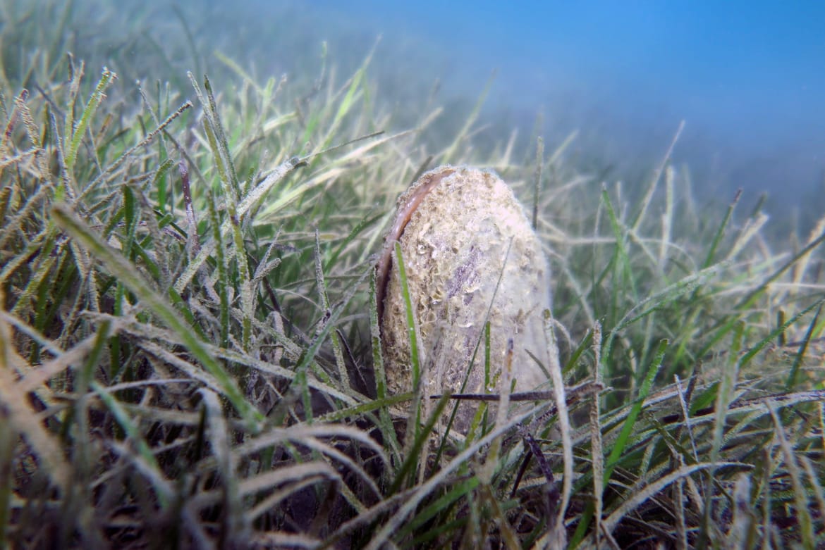 Kod Vrsi pronađena živa plemenita periska: "Do sad najveća koju sam vidio od kad su počele nestajati"