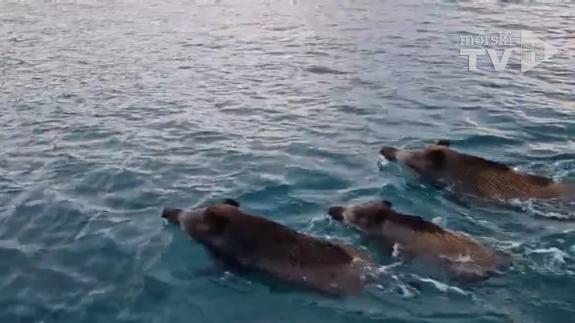 VIDEO: KUDA PLIVAJU DIVLJE SVINJE? Veliko krdo uhvaćeno u "selidbi" kod Malog Lošinja