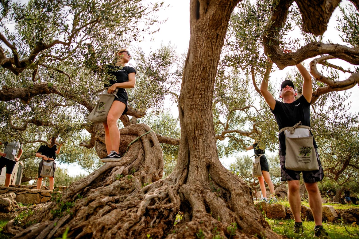 Svjetsko prvenstvo u branju maslina, i to 8. izdanje u Postirama na Braču počinje uskoro! Boje Hrvatske brani i jedna košarkaška legenda...