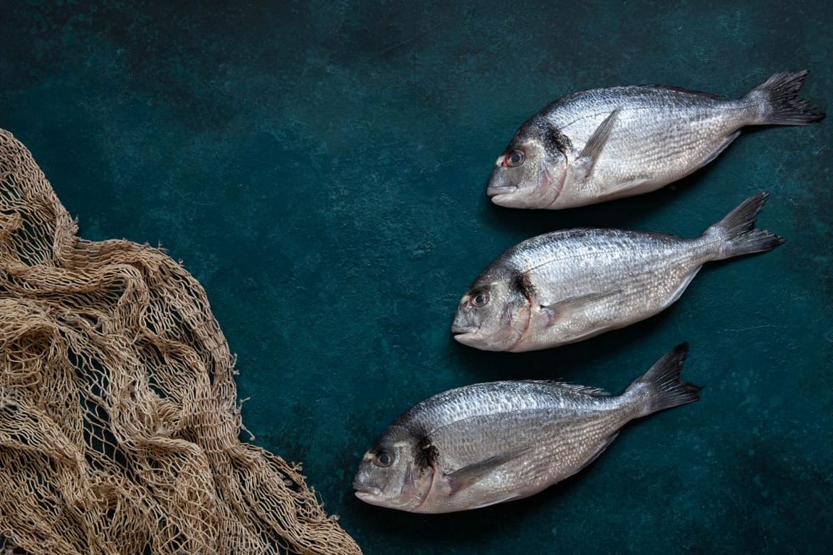 SEZONA ORADA Kod ribara kilogram od 8 eura, u ribarnicama i do 30!