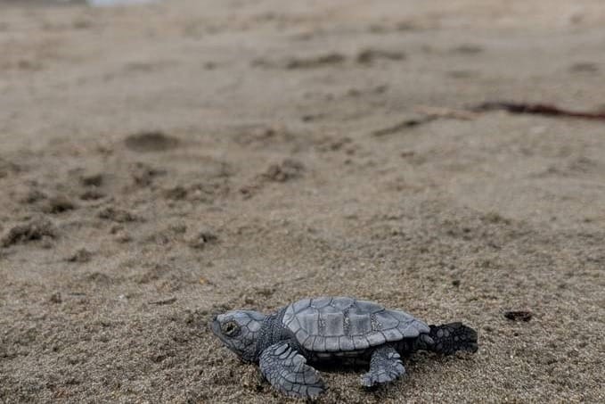 Na plaži u Lumbardi uočene još tri novoizlegle glavate želve: "Moguće da se radi o novom gnijezdu!"