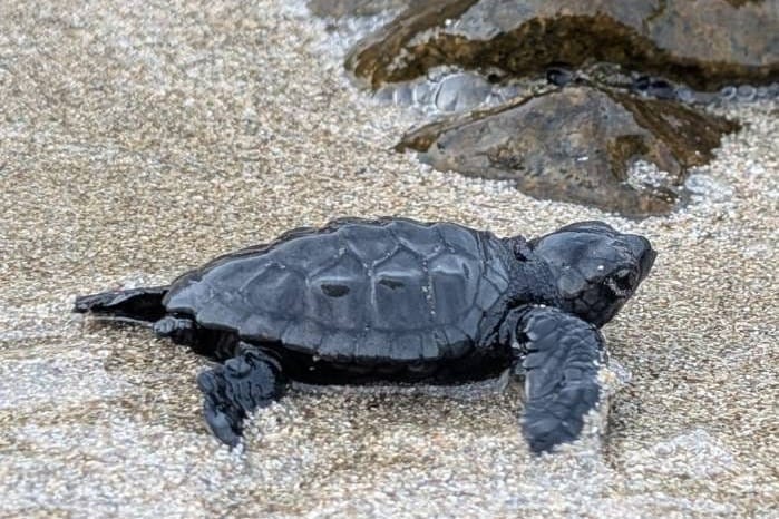 Jedna od glavatih želvi iz gnijezda na Korčuli pronađena mrtva