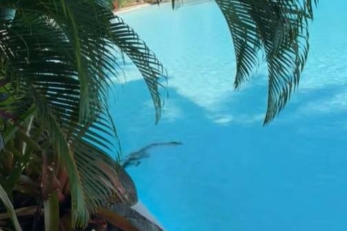 NEŽELJENI GOST U bazen luksuznog hotela zalutao - krokodil!