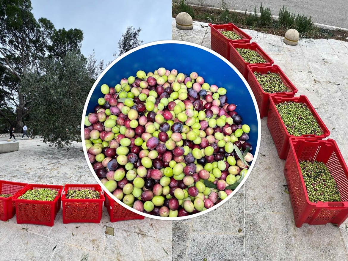 Tradicionalna berba maslina na Pristaništu u NP Mljet