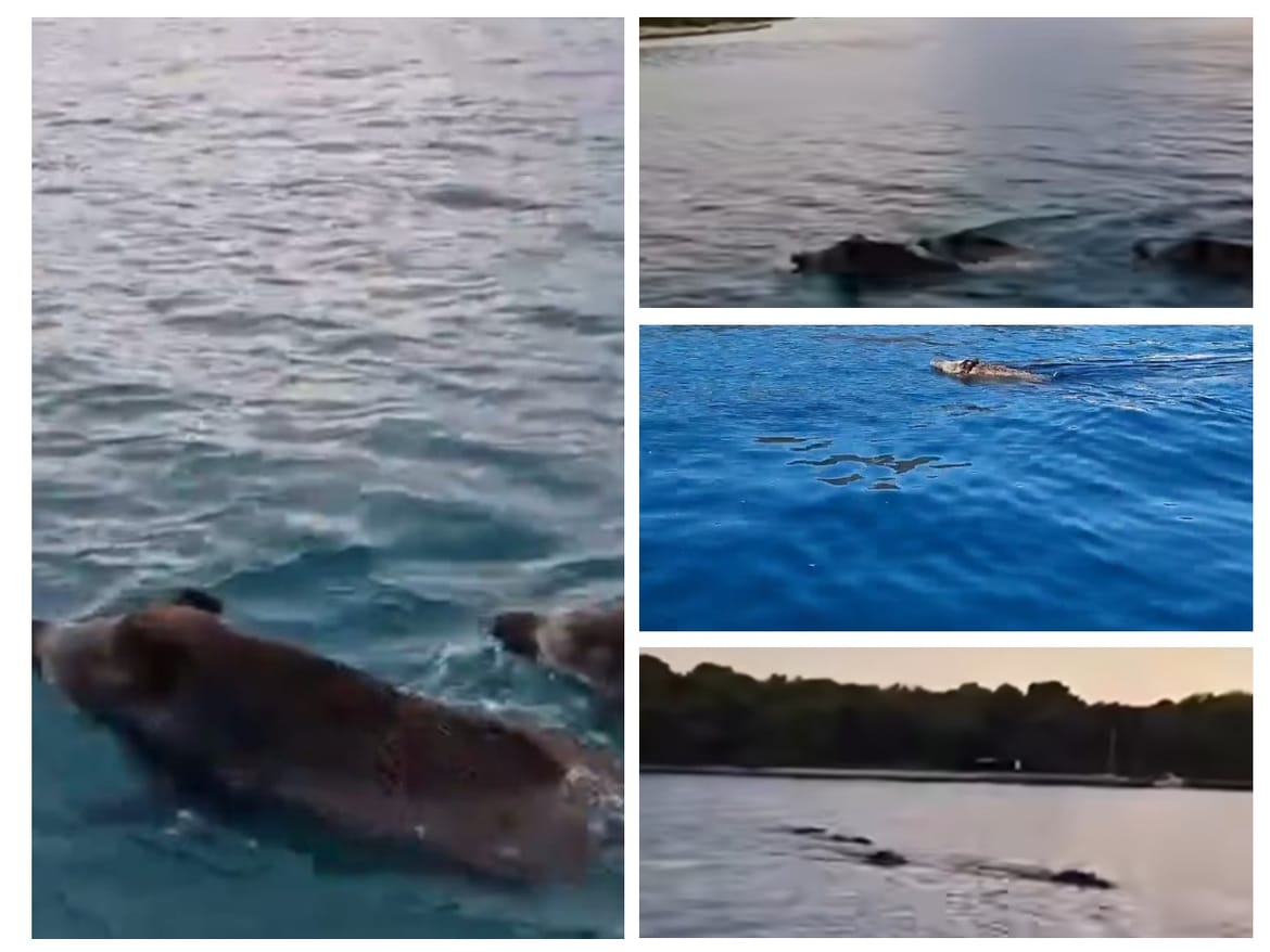 Divlje svinje van kontrole, plivaju u Istri i kod Malog Lošinja, tumaraju okolicom Dubrovnika i Rijeke...