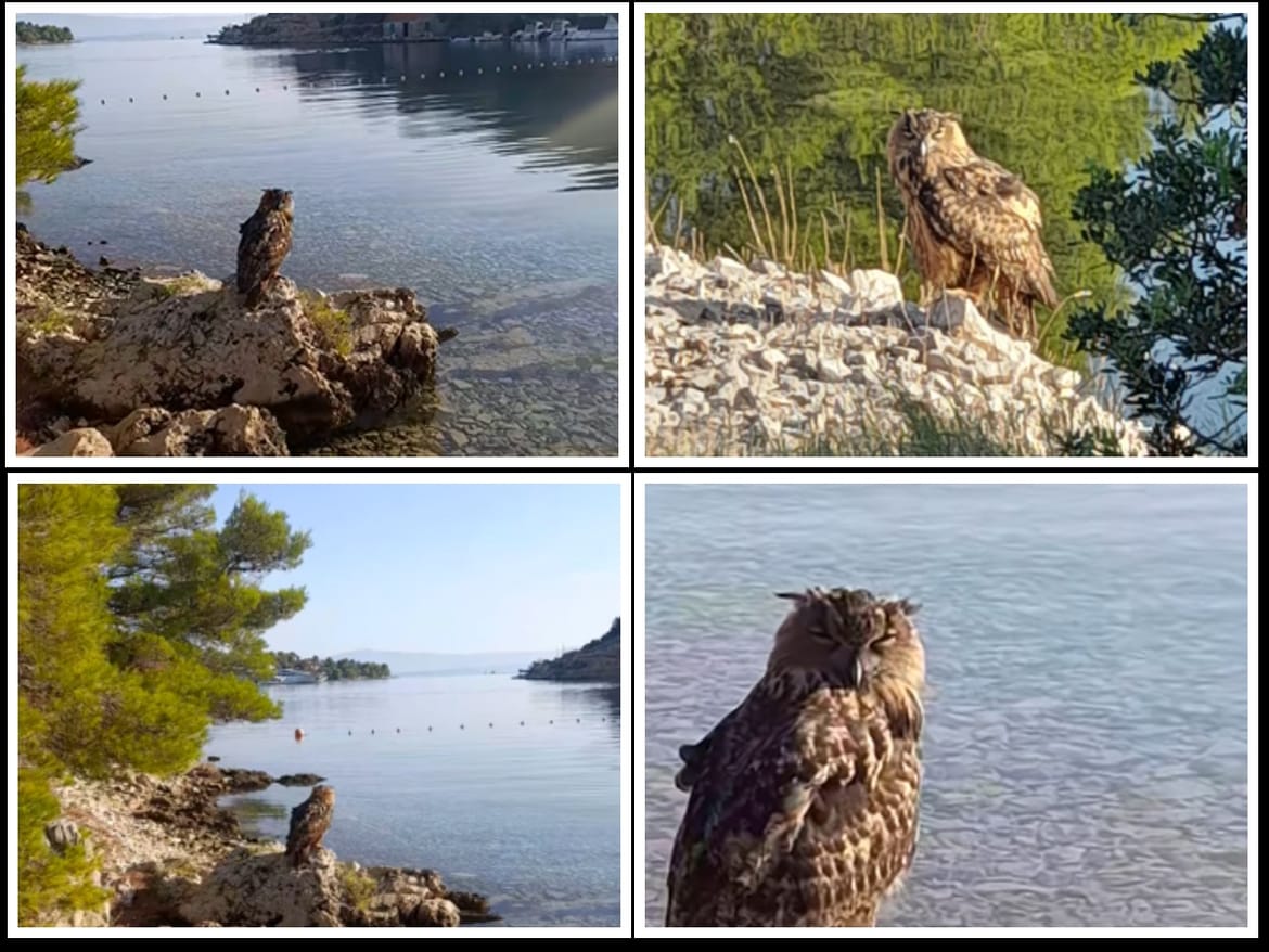 VIDEO Pogledajte ovu sovu koja odmara kraj mora na Šolti: "Nisam mogao odolit!"