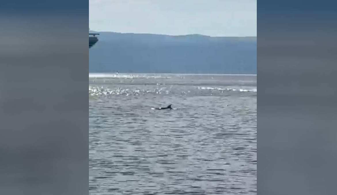 VIDEO Dupin opet snimljen u splitskoj luci