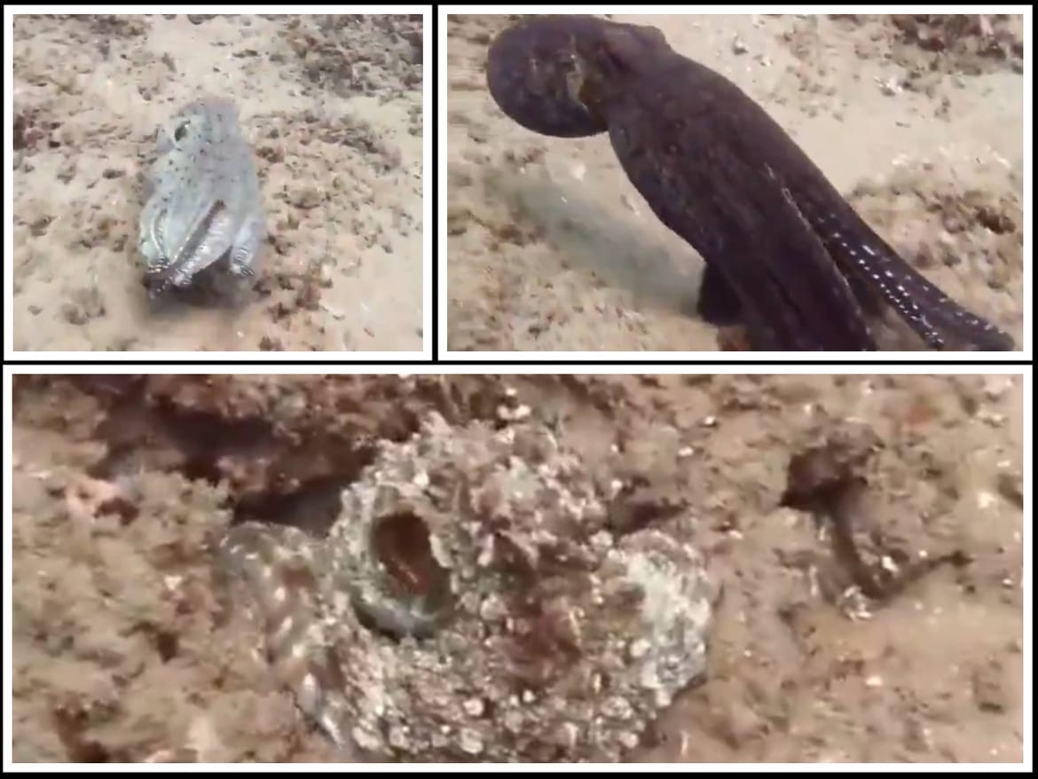 VIDEO Pogledajte ovu transformaciju majstora prerušavanja u morskom svijetu!