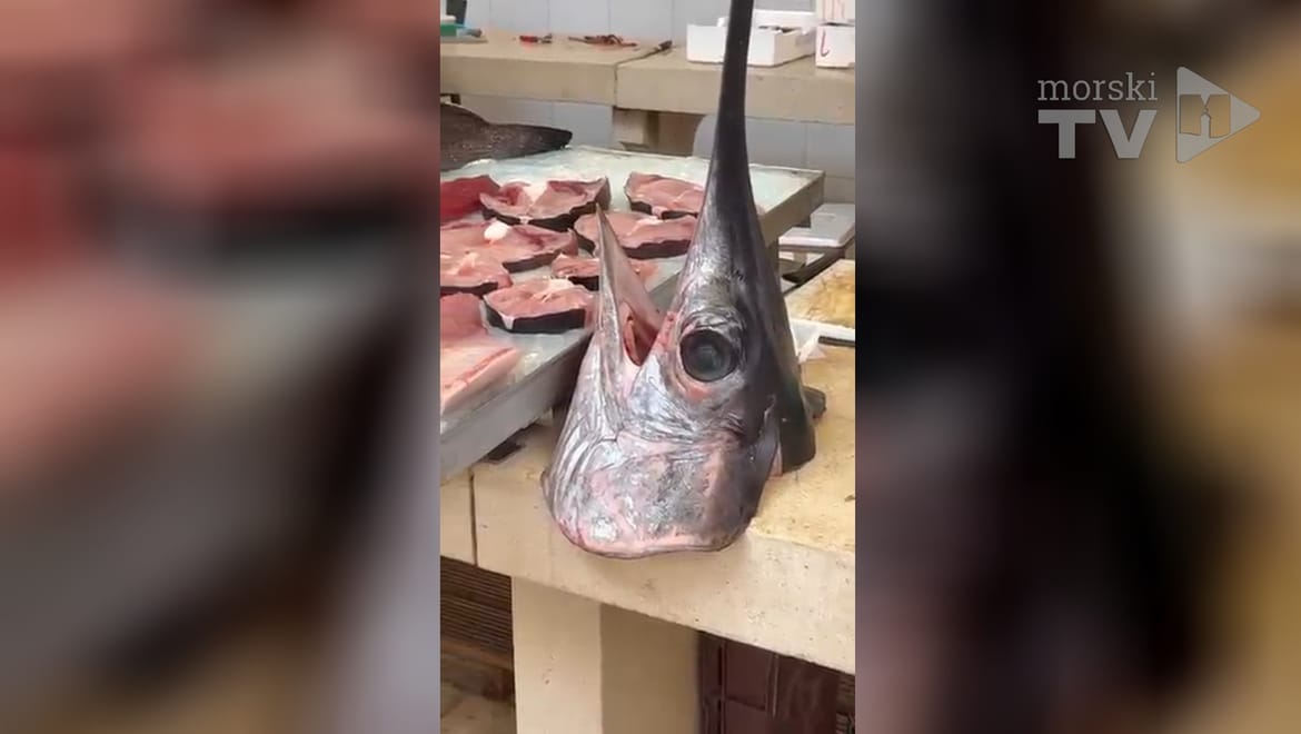 VIDEO Sabljarka je jutros atrakcija živahne splitske Peškarije