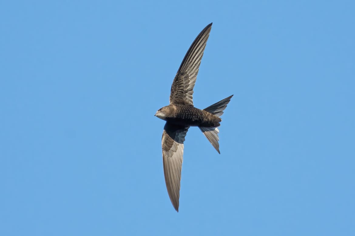 Pokrenut izbor Ptice godine 2026. - ovo su kandidati!