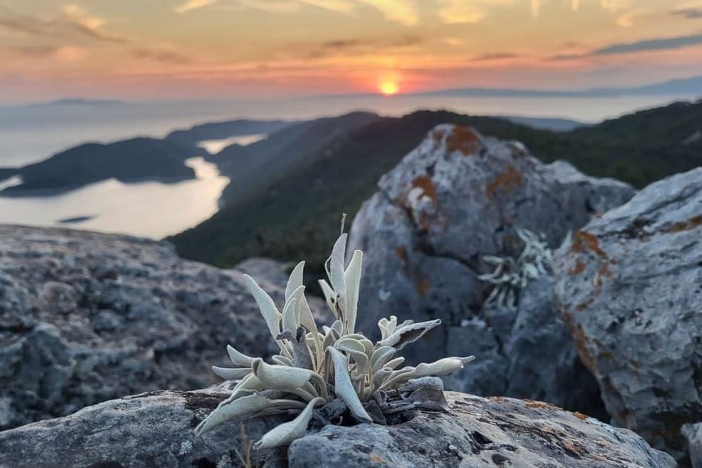 Izaziva li školski prijevoz na Mljetu sukobe među roditeljima s otoka? Majka iz Kozarice za Morski: "Ovo je hajka na moju djecu!"
