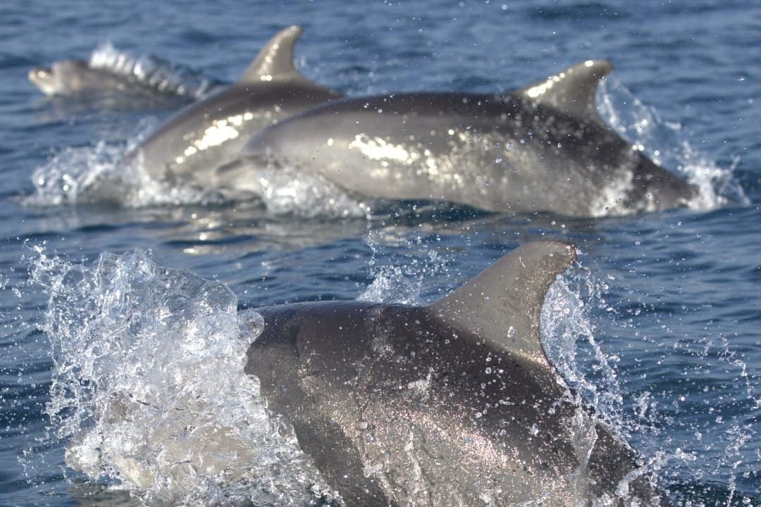 Druženje s više od sto dupina uz istarsku obalu: "Najbolji dan u mom životu!"