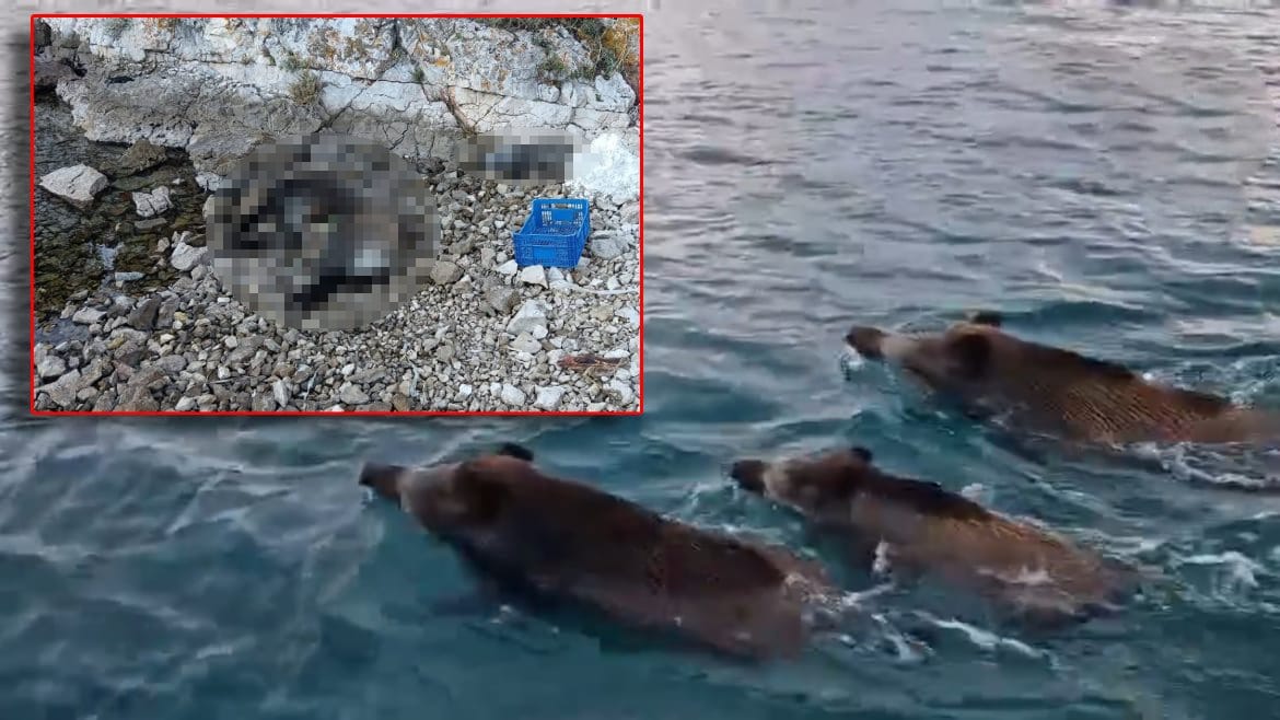 U uvali na otoku Žirju pronađena tri uginule divlje svinje - Znate li da su inače izvrsni plivači?