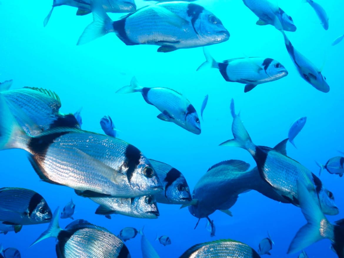 FRATRI Prepoznatljivi stanovnici Jadranskog mora