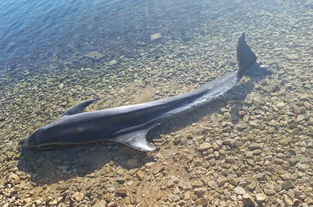 Na plaži u Bibinjama nasukan uginuli dupin
