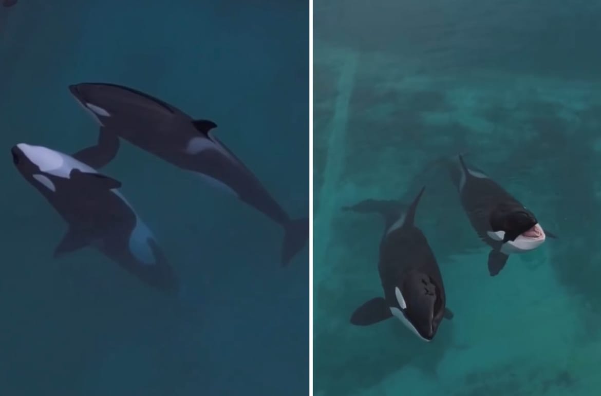 POTRESNA SNIMKA Orke zarobljene u napuštenom vodenom parku u Francuskoj lome srca javnosti