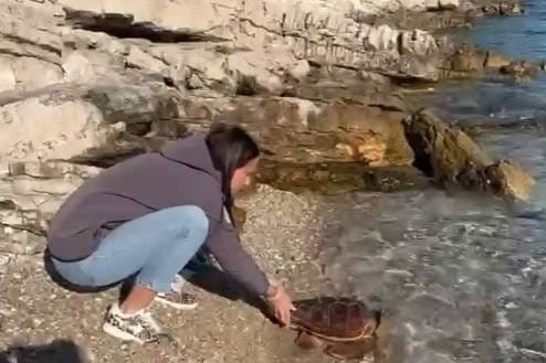 Na Mljetu spašena glavata želva Nika! Pogledajte video njezinog puštanja natrag u more