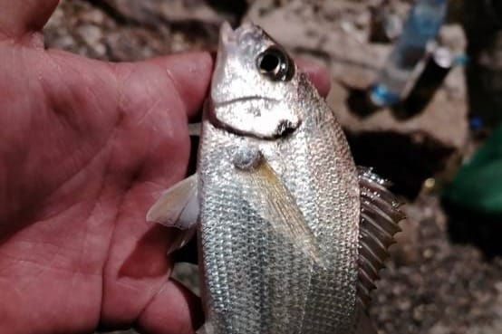 U Jadranu ulovljen 'mulac' - "Ovo je novopridošlica u našem moru"