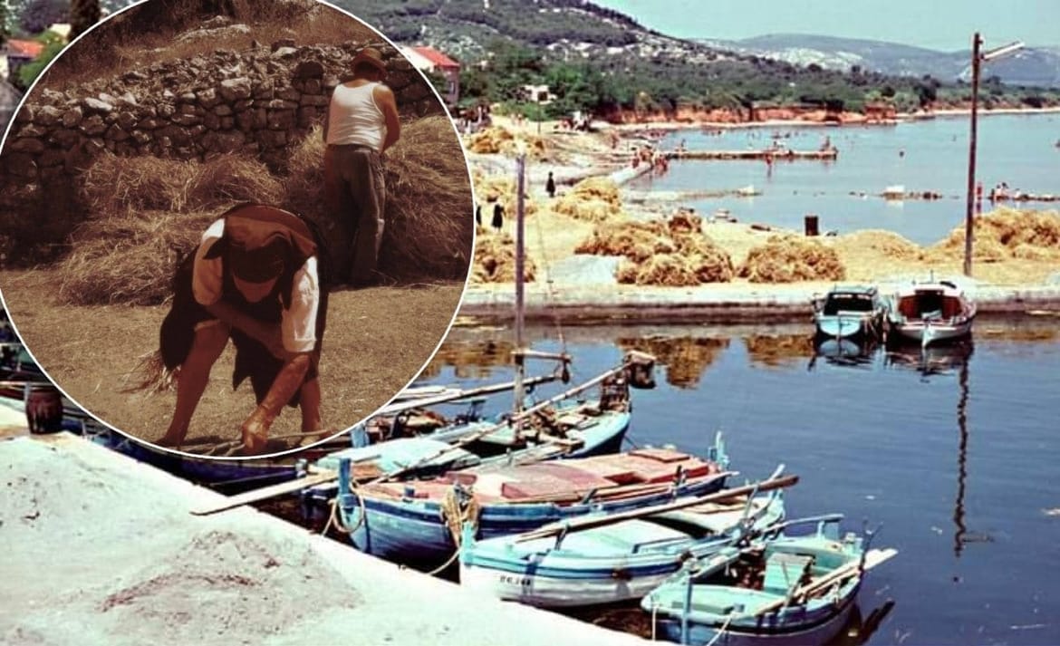 ŽITO U KUNU (TKONU) Nekad se  na obali živjelo potpuno drugačije...