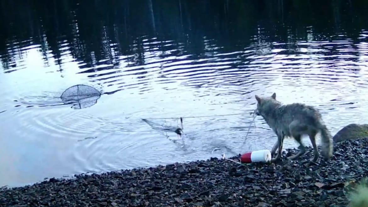 VIDEO Ljudi ostali šokirani kad su vidjeli tko krade mamce iz vrše za rakove