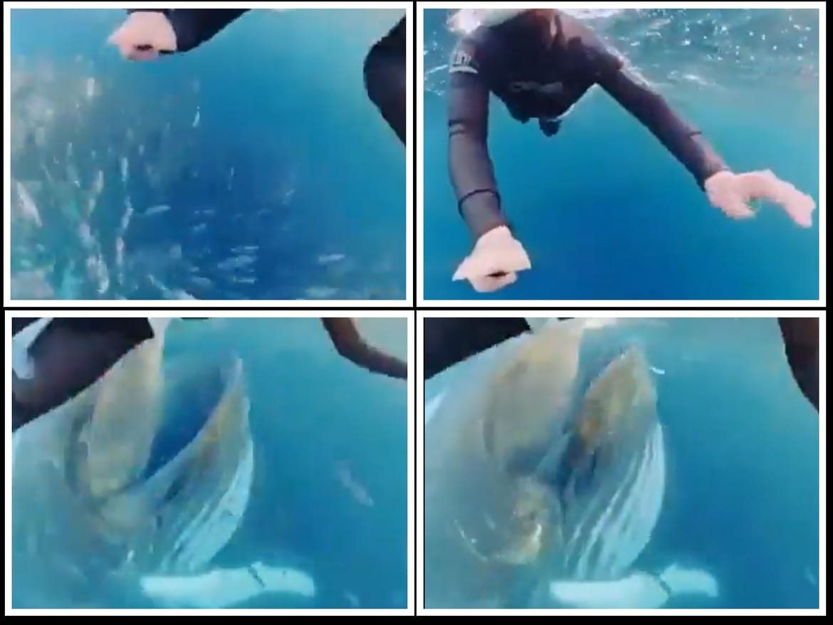 VIDEO Plavetni kit iznenadio ženu koja je ronila: "Ovo mora da je prilično strašno doživjeti!"