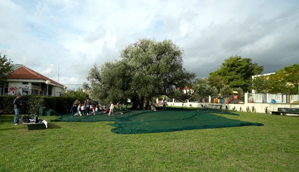 Maslina stara 1500 godina i dalje prkosi i vremenu i ljudima