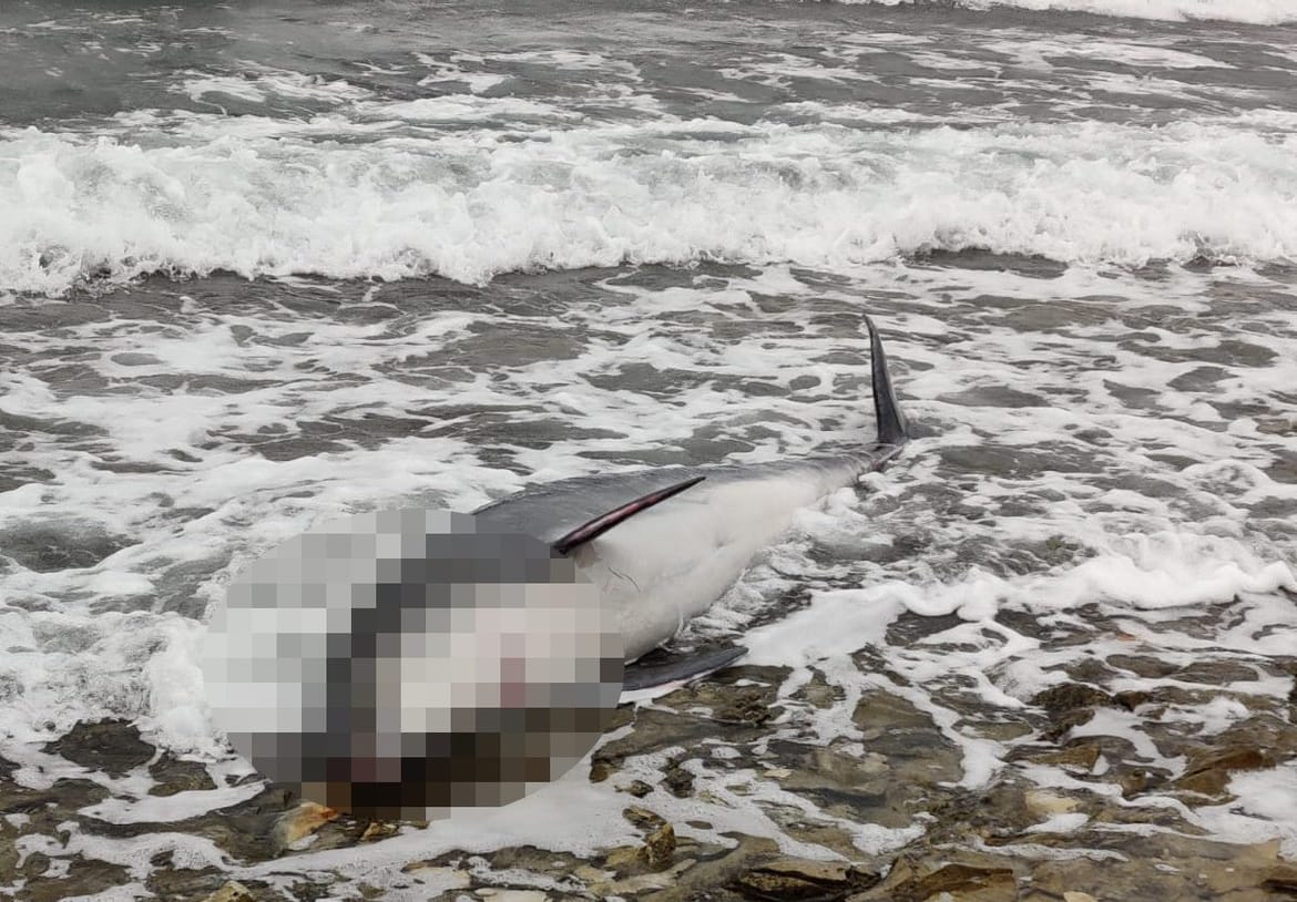 VIDEO Uginuli dupin nasukan na supetarskoj plaži vjerojatno uginuo u mukama - Stručnjak: "Ovo je vrlo mogući uzrok..."