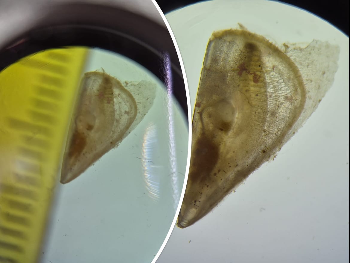 Kod Velog Brijuna pronađena juvenilna jedinka periske