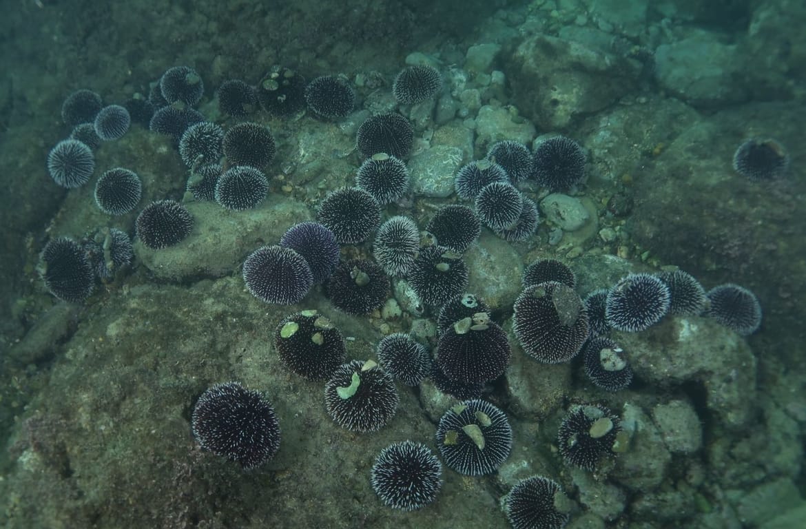 Znanstvenici zbunjeni otkrićem u Jadranu: "Ova vrsta nikad se ne okuplja u ovolikom broju, pogotovo ovdje..."
