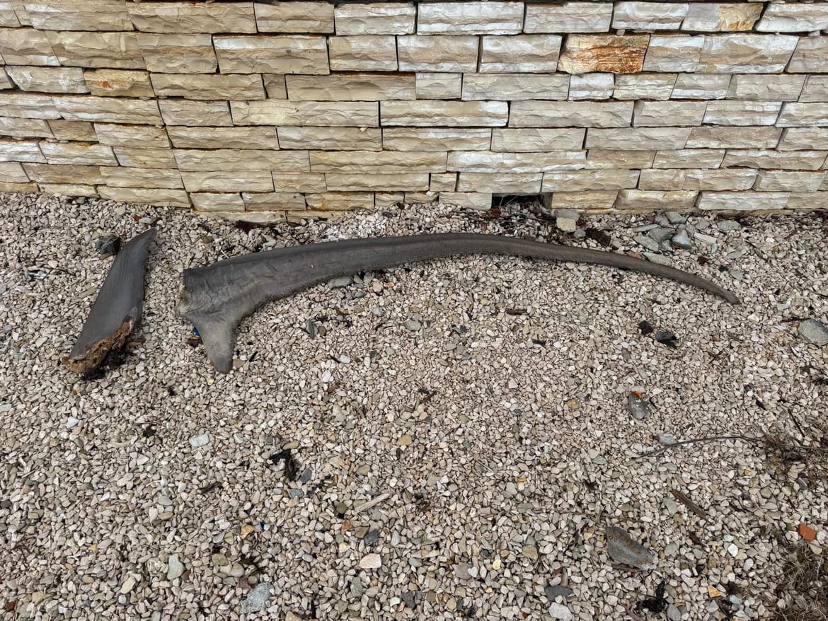 U blizini paškog mosta netko bacio peraje zaštićenog morskog psa - lisice, kazne za ulov su rigorozne!