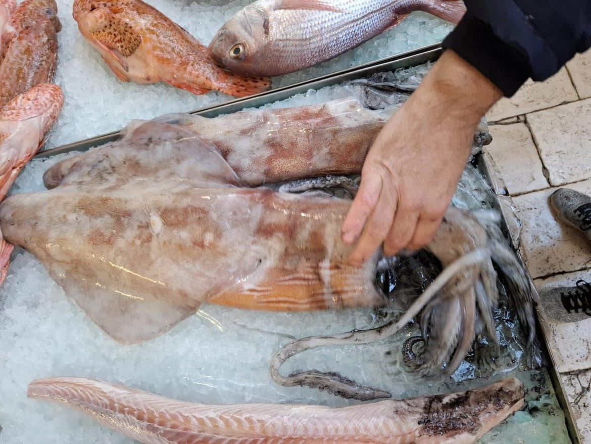 Kapitalni ulov na splitskoj peškariji: "Ovakvu lignju nismo imali 5, 6 godina"