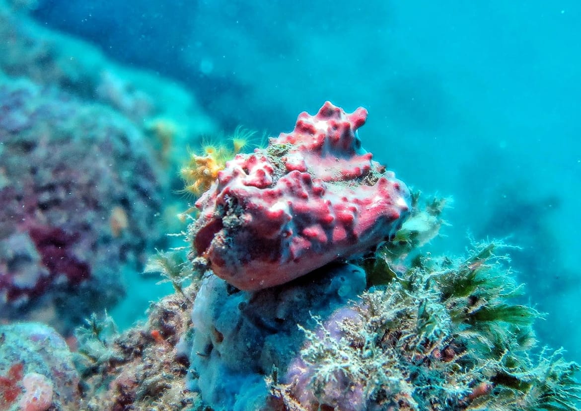 NOVO ISTRAŽIVANJE Institut za oceanografiju i ribarstvo: "Kunjke su nekada sporije rasle i živjele dulje, no sve se promijenilo!