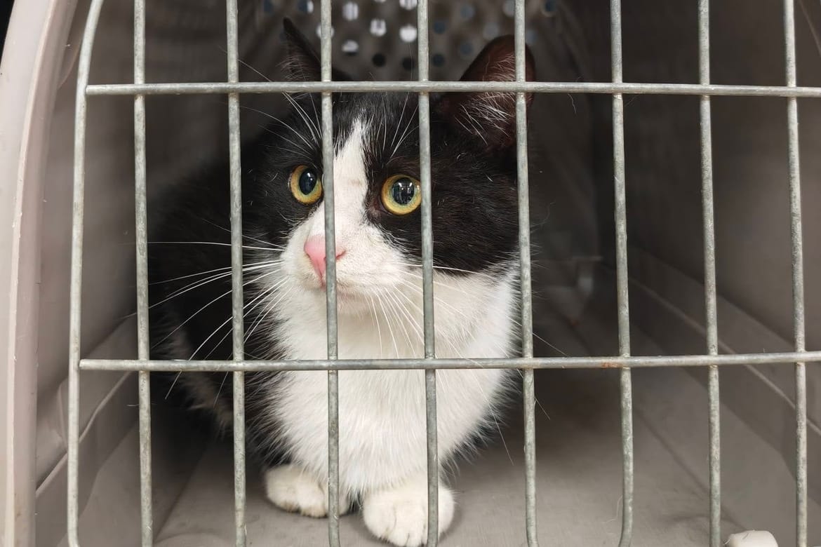 Edukacija otočana o odnosu prema životinjama i otoku u Sućurju