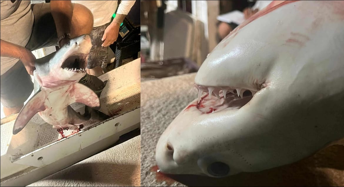 Kada društvene mreže postanu „znanost“ – Zašto je točnost ključna za očuvanje morskih pasa?