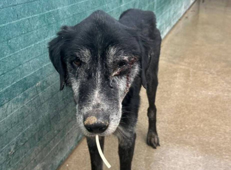 Pokrenuta peticija za izgradnju azila u Šibeniku