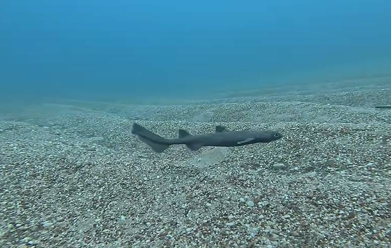 PODMORSKA SENZACIJA Ugroženi dubokomorski morski pas snimljen najpliće na svijetu: "Srećom, imao sam kameru"