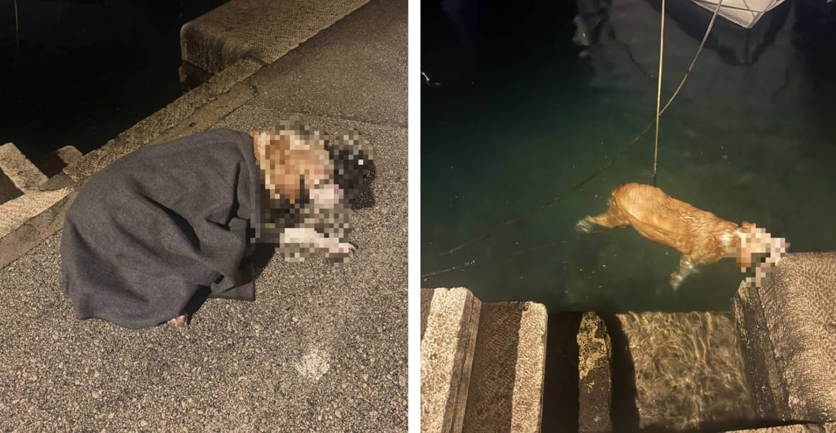 KORČULA Pas upao u more i nije se mogao izvući: "Uslijedila je munjevita akcija spašavanja"