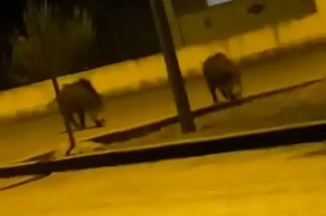 Nakon zadarskih otoka, divlje svinje stvaraju problem i usred Zadra!