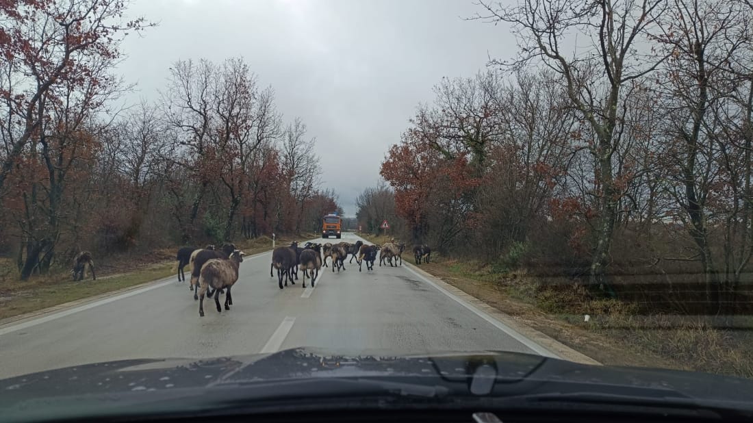 Ovce izazvale kaos na istarskoj cesti