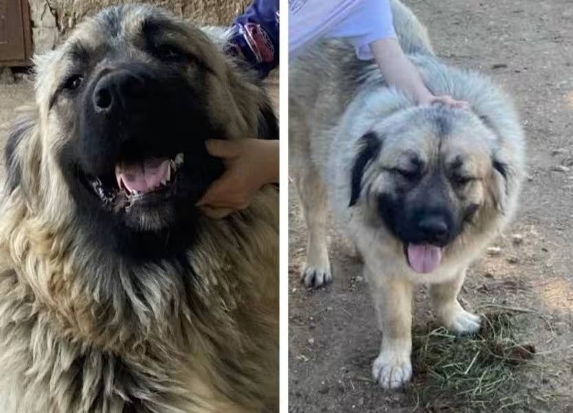 Uginuo pas kojeg je ustrijelio vodnjanski lovac