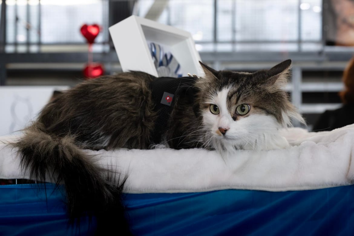 MAČJA ELITA STIŽE U RIJEKU Kantrida u znaku brkova i glamura: Više od stotinu mačjih ljepotica na jednom mjestu